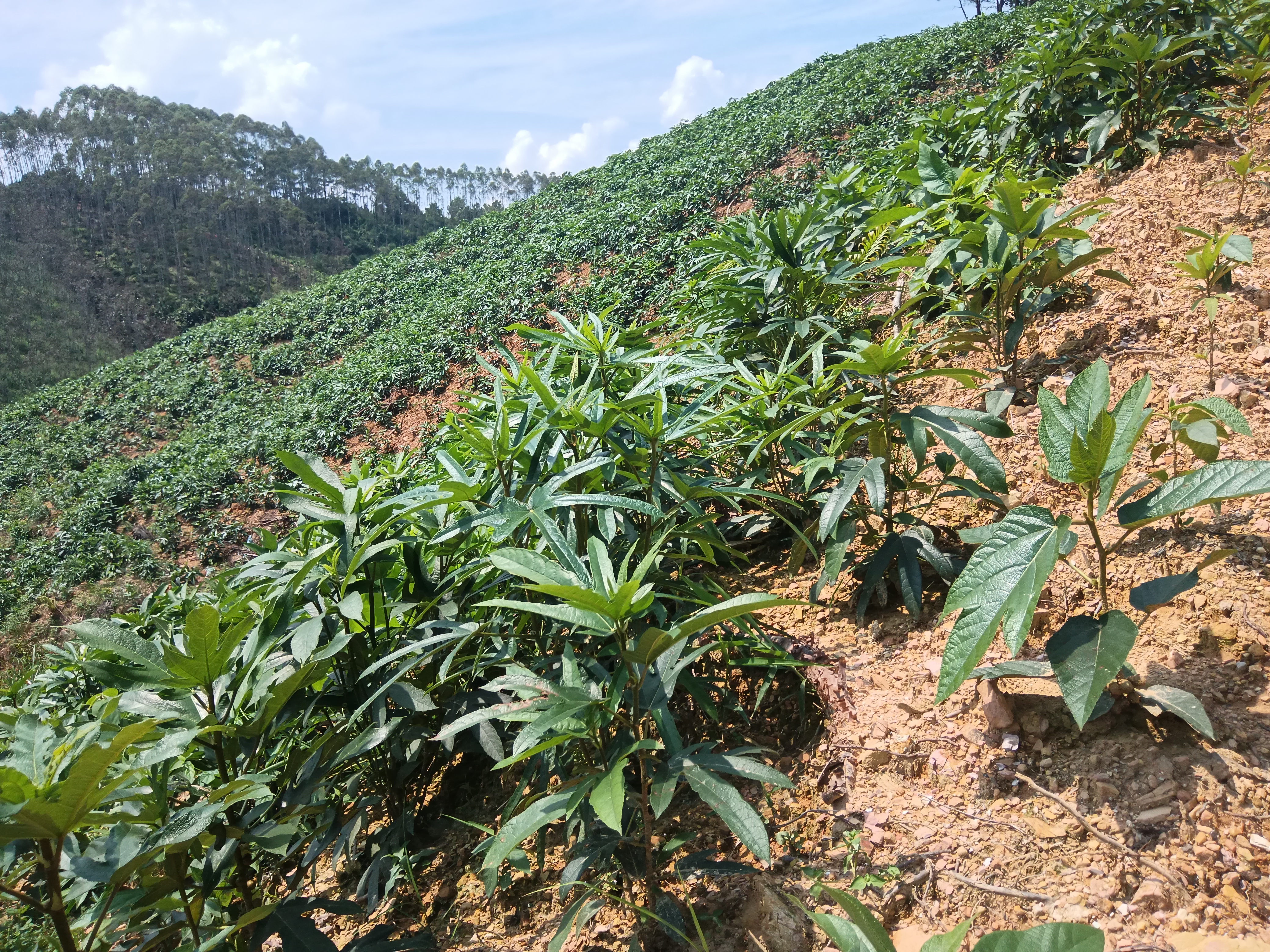 驻村岁月绘长卷携手乡亲向暖阳——驻村黄增营的帮扶纪实(图3)