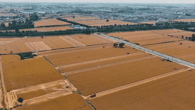 “三夏”生产一线观察｜田间好“丰”景 夏收正当时(图4)