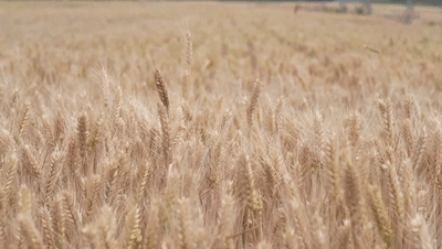 “三夏”生产一线观察｜田间好“丰”景 夏收正当时(图5)