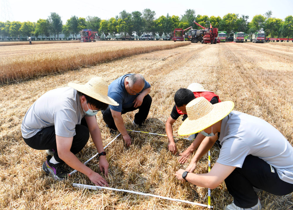 “三夏”生产一线观察｜田间好“丰”景 夏收正当时(图7)