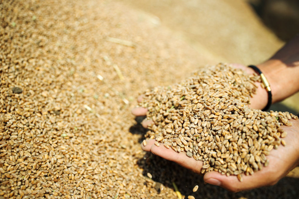 “三夏”生产一线观察｜田间好“丰”景 夏收正当时(图13)